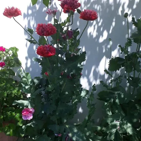 アパート Hoeck *